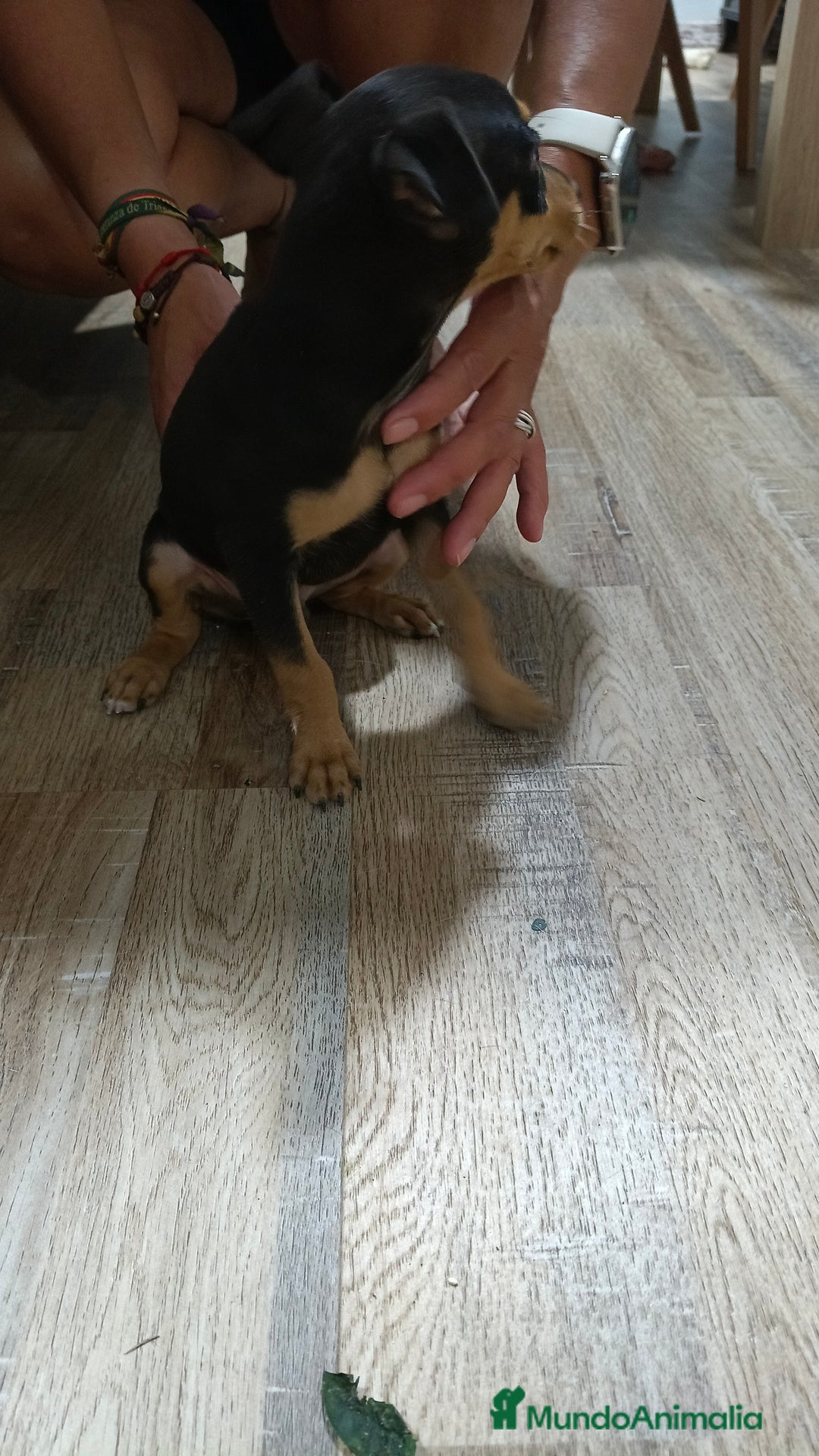 Pinscher Miniatura perros en venta: Mini pinche  - Imagen 3