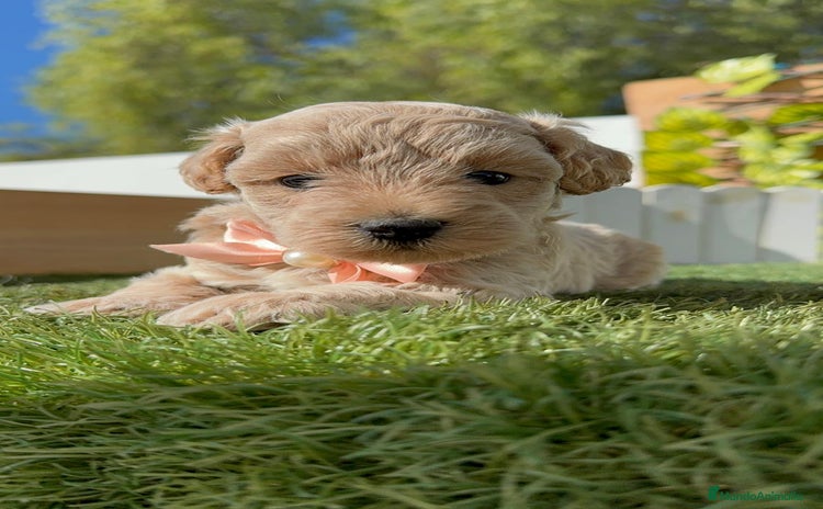 Bichón Maltés perros - Anuncio 3