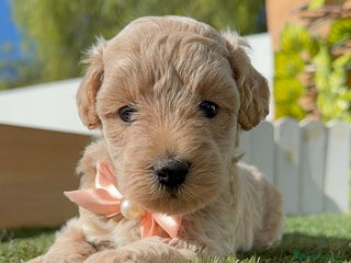 Bichón Maltés perros - Anuncio 3