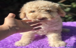 Perro de Agua Español perros en venta: Pdae crema ojos verdes  - Imagen 5