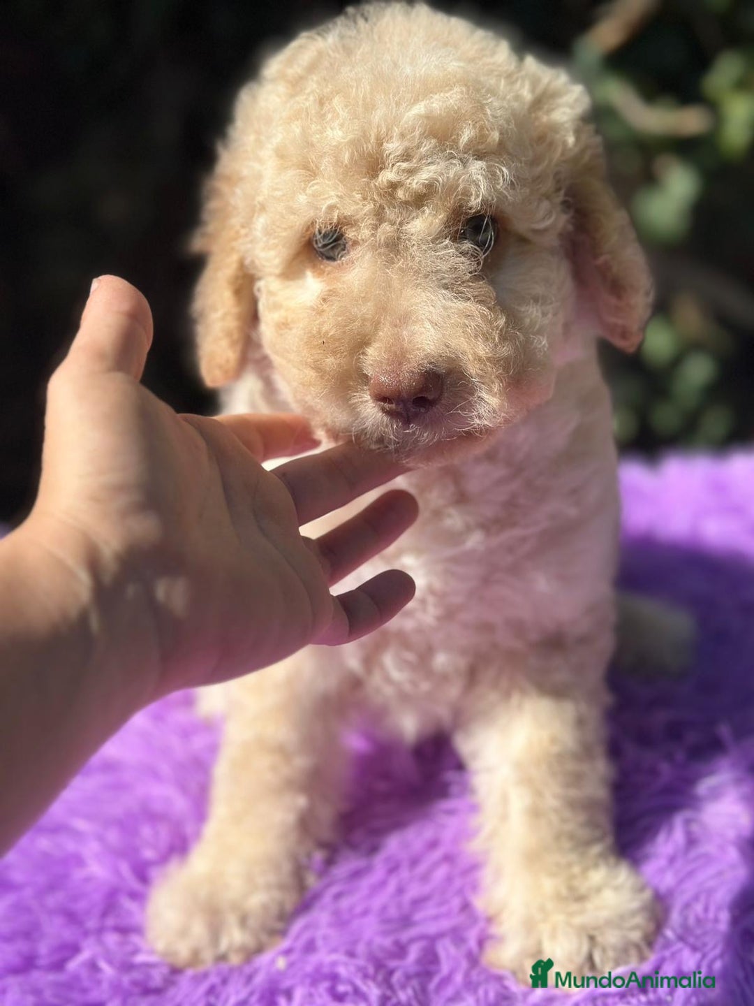 Perro de Agua Español perros en venta: Pdae crema ojos verdes  - Imagen 5