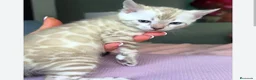 Bengalí gatos en venta: BENGALI - Anuncio 4
