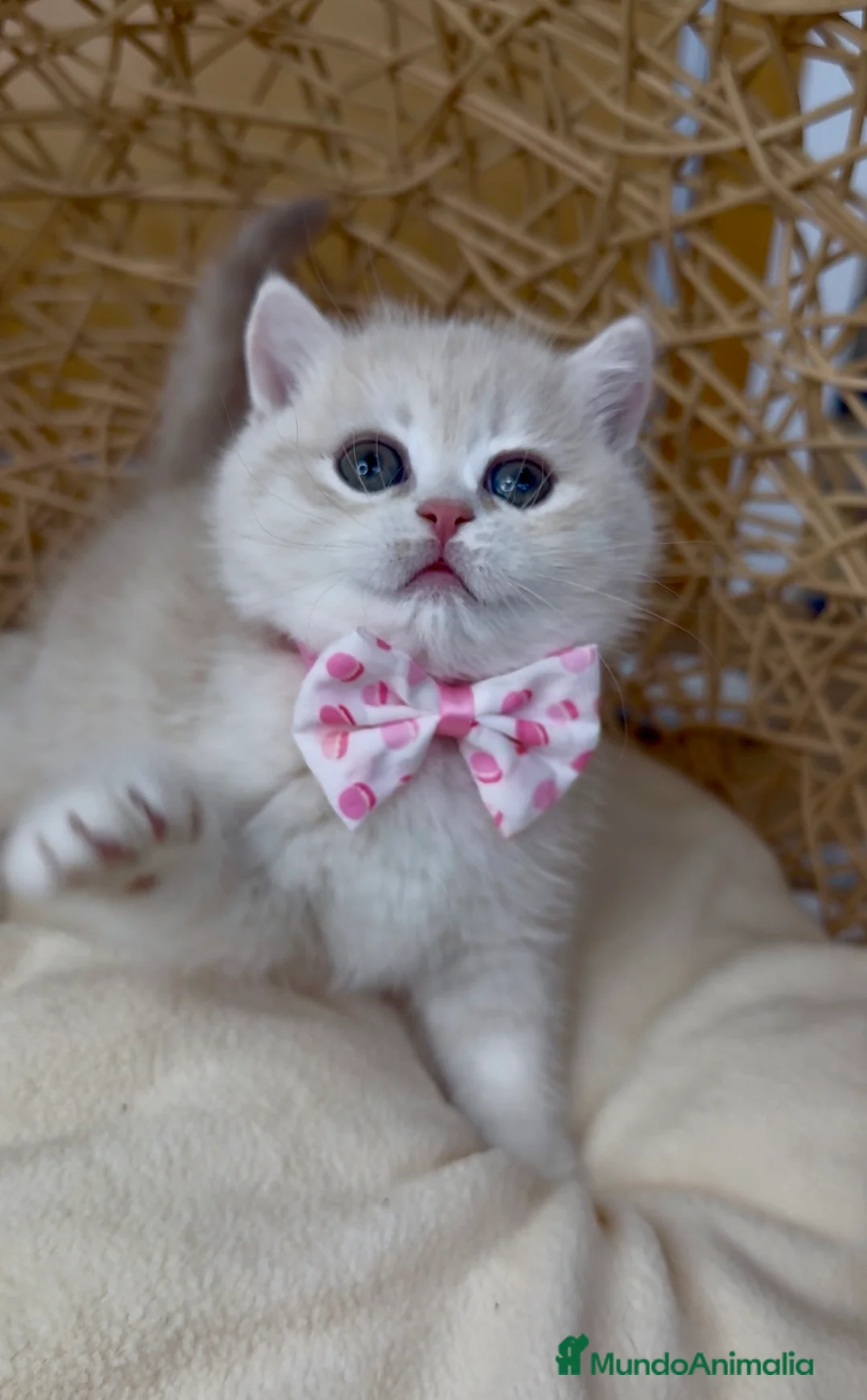 Británico de Pelo Corto gatos en venta: ✨ Últimos dos hermanitos disponibles ✨ - Anuncio 5