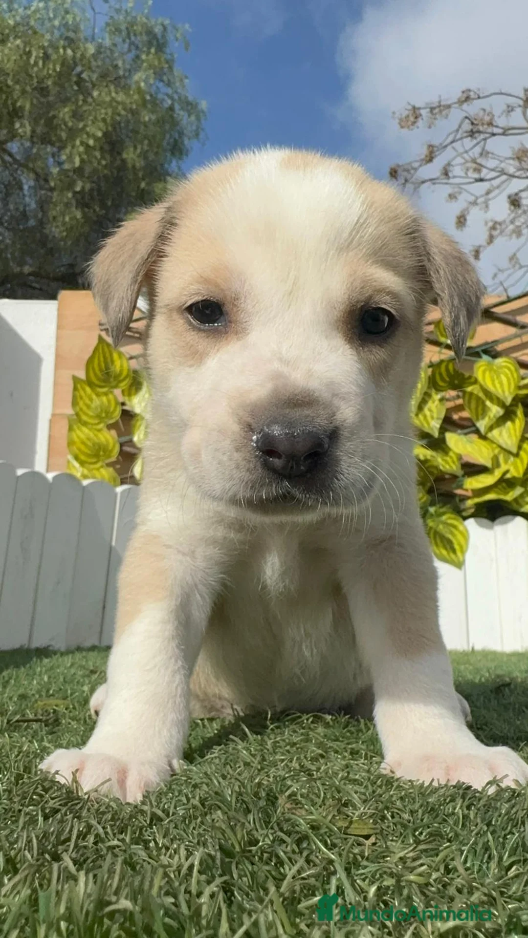 Mastín Español perros en venta: MASTIN ESPAÑOL - Anuncio 11