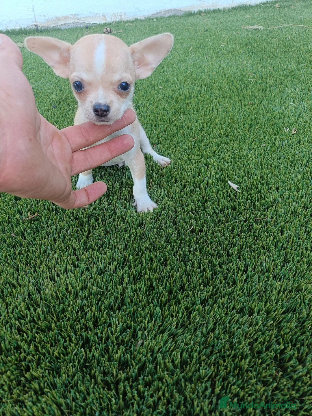 Chihuahua perros en venta: Machitos de Chihuahua Blancos y Canelas - Anuncio 7