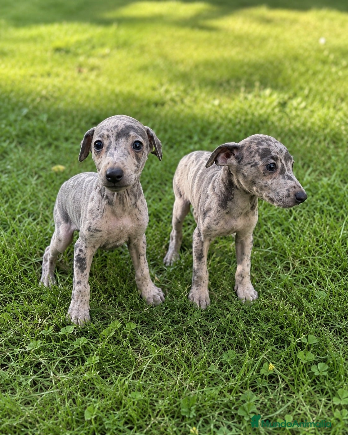 Pequeño Lebrel Italiano perros CACHORROS DE PICCOLO LEBREL ITALIANO  - Anuncio 1