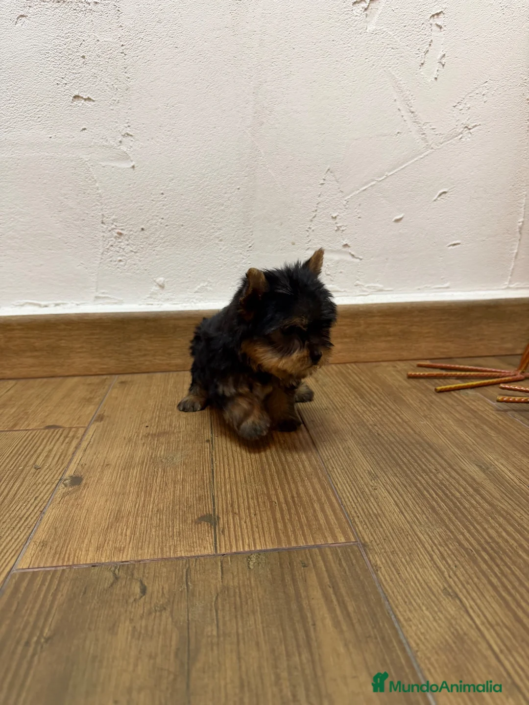 Yorkshire Terrier perros en venta: Excelente Yorkshire toy - Anuncio 5