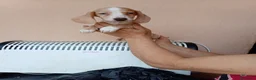 Teckel Miniatura perros en venta: Teckel mini bicolor - Anuncio 10