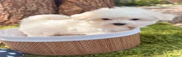 Bichón Maltés perros en venta: Bichón Maltés  - Anuncio 3