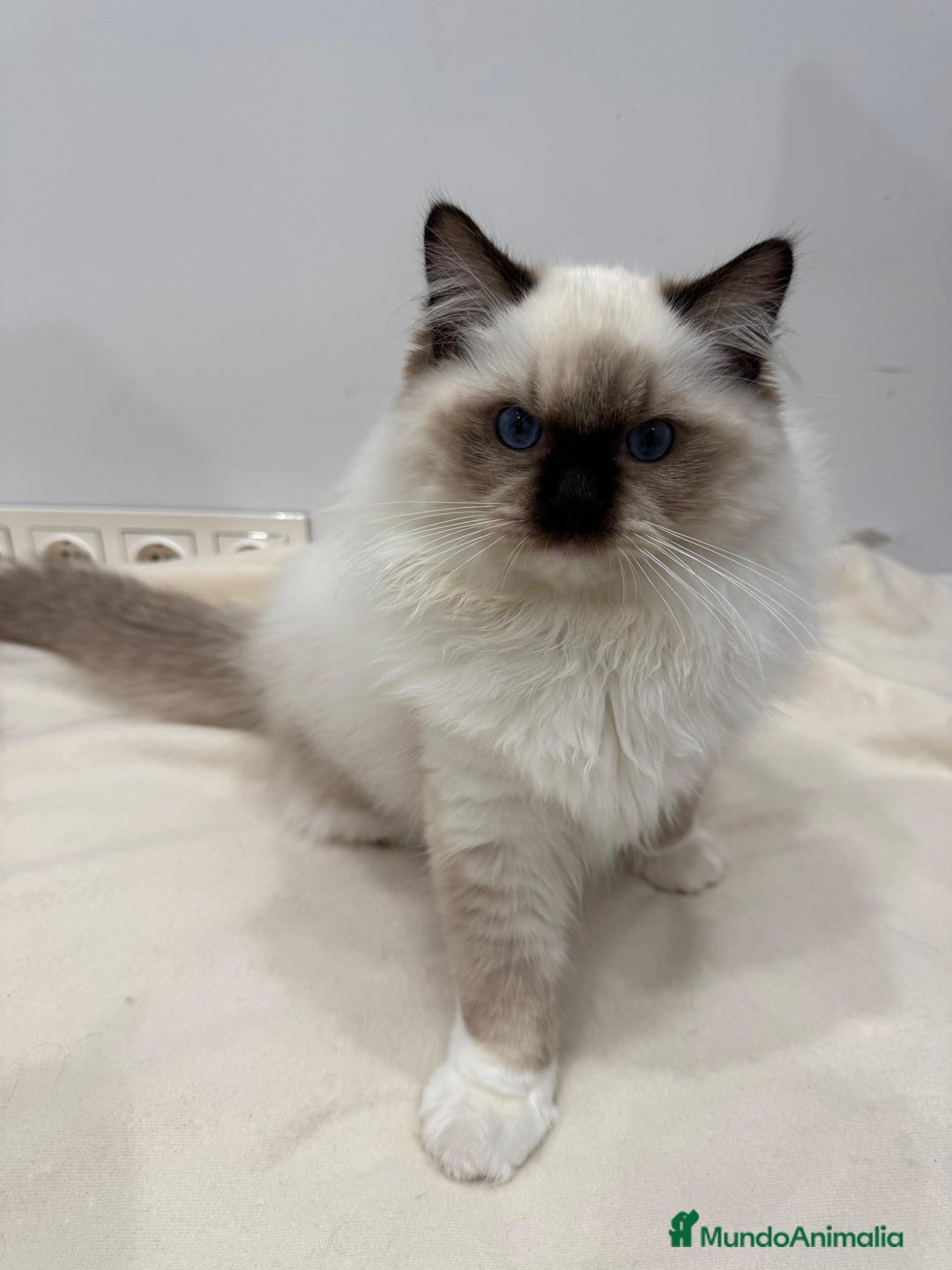 Ragdoll gatos en venta: Gatito Ragdoll Seal Mitted - Anuncio 9