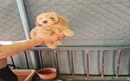 Caniche Toy perros en venta: Caniche toy - Imagen 5