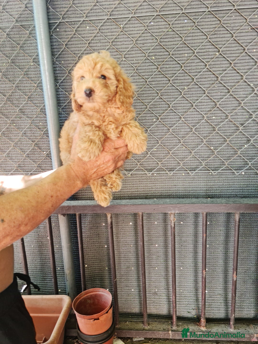 Caniche Toy perros en venta: Caniche toy - Imagen 5