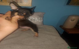 Chihuahua perros en venta: Chihuahua macho enano  - Imagen 5