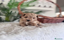 Caniche Toy perros en venta: CANICHE TOY MACHO - Imagen 13