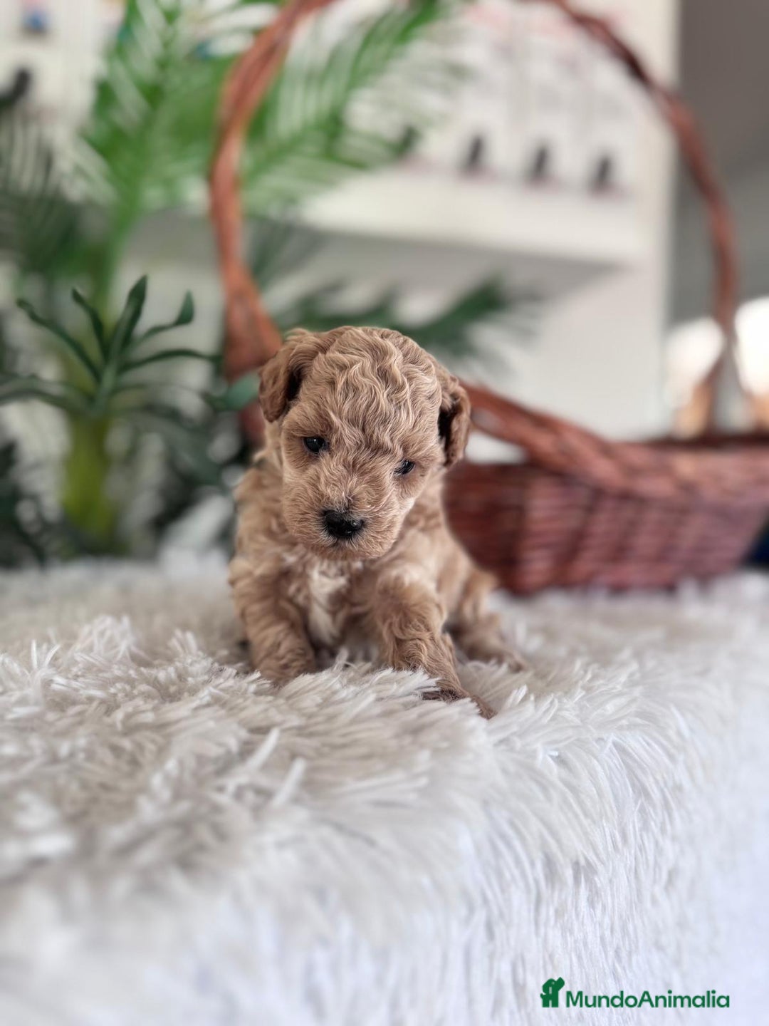 Caniche Toy perros en venta: CANICHE TOY MACHO - Imagen 13