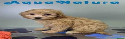 Havapoo perros en venta: Havapoo Macho de Haya y Can 8300 AQUANATURA - Anuncio 1
