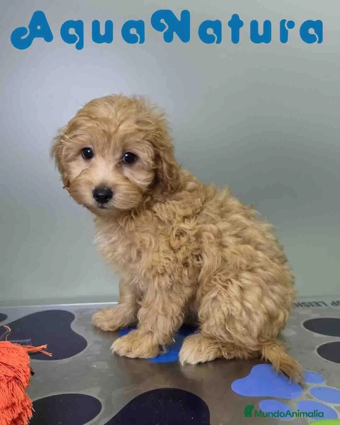 Havapoo perros en venta: Havapoo Macho de Haya y Can 8300 AQUANATURA - Anuncio 1