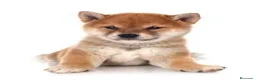 Shiba Inu perros en venta: shiba inu  en Badajoz - Anuncio 1