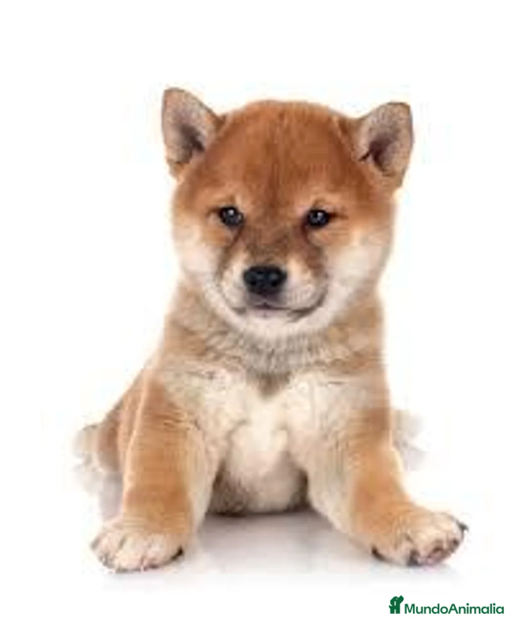 Shiba Inu perros en venta: shiba inu  en Badajoz - Anuncio 1