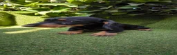 Teckel Miniatura perros en venta: teckel pelo basto corto miniatura  negro fuego  - Anuncio 6