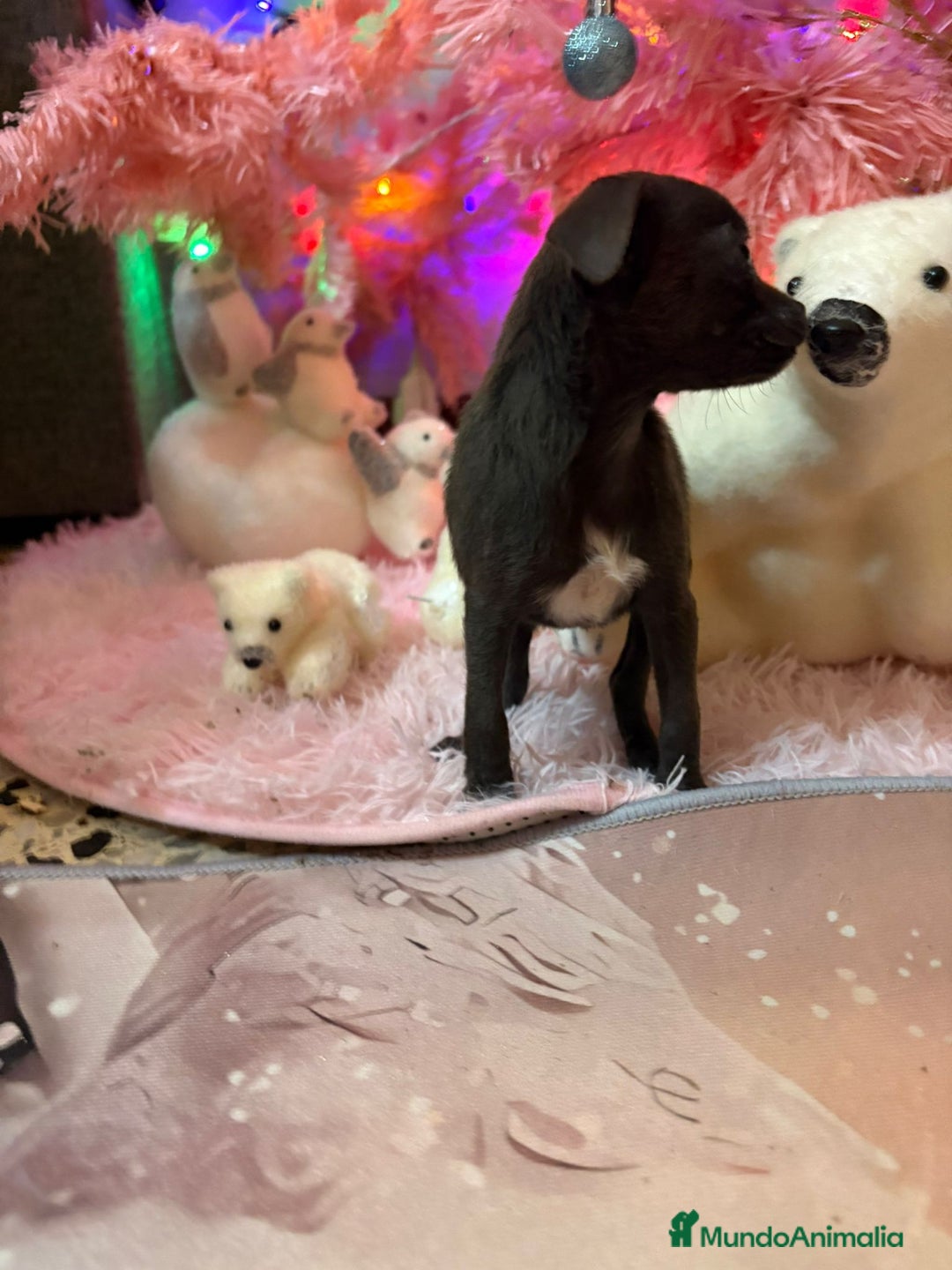 Chihuahua perros en venta: Chihuahua toy blue - Anuncio 9