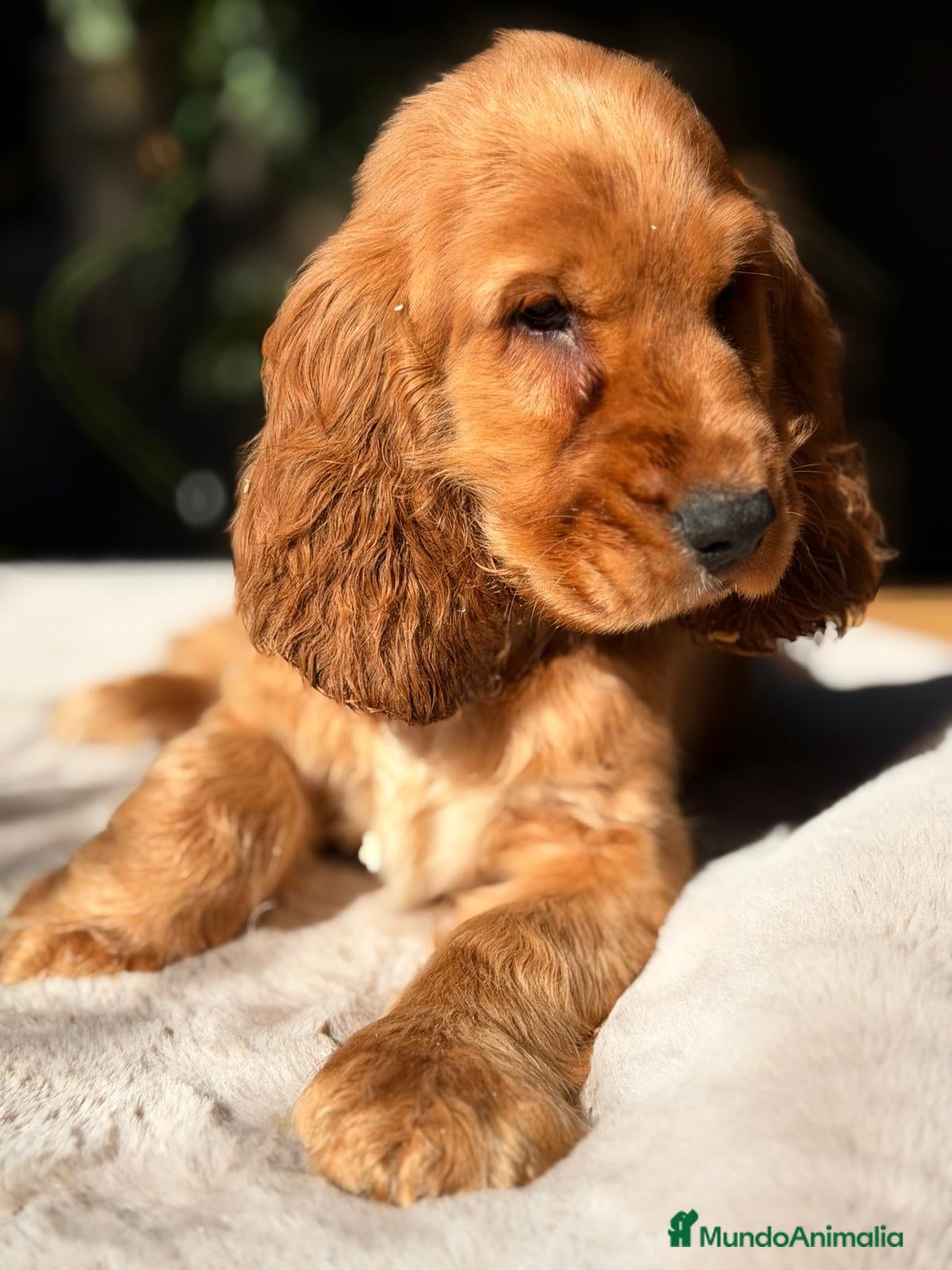 Cocker Spaniel Inglés perros COCKER SPANIEL INGLES DORADO - Anuncio 3