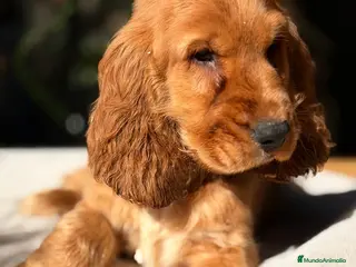 Cocker Spaniel Inglés perros COCKER SPANIEL INGLES DORADO - Anuncio 3