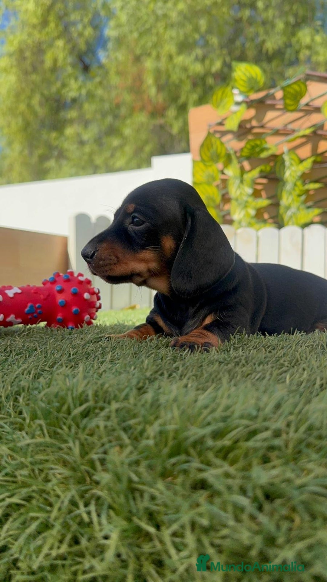 Teckel Miniatura perros en venta: TECKEL MINIATURA  - Imagen 25