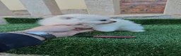 Pomerania perros en venta: Cachorritos mini toy Pomerania - Anuncio 2