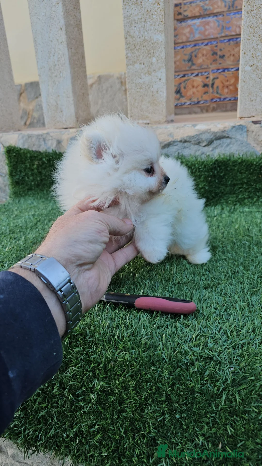 Pomerania perros en venta: Cachorritos mini toy Pomerania - Anuncio 2