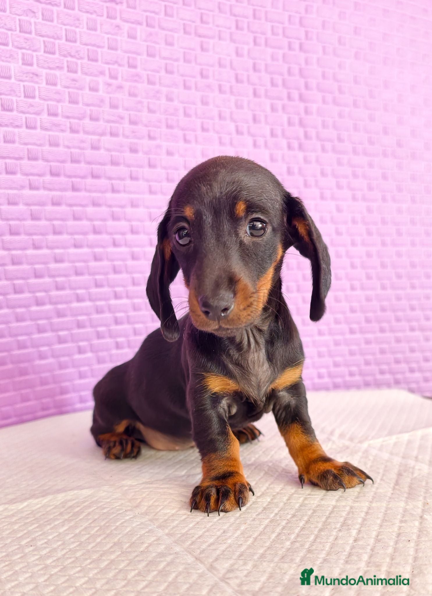 Teckel Miniatura perros Teckel mini  - Anuncio 1