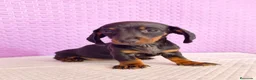 Teckel Miniatura perros en venta: Teckel mini  - Anuncio 1