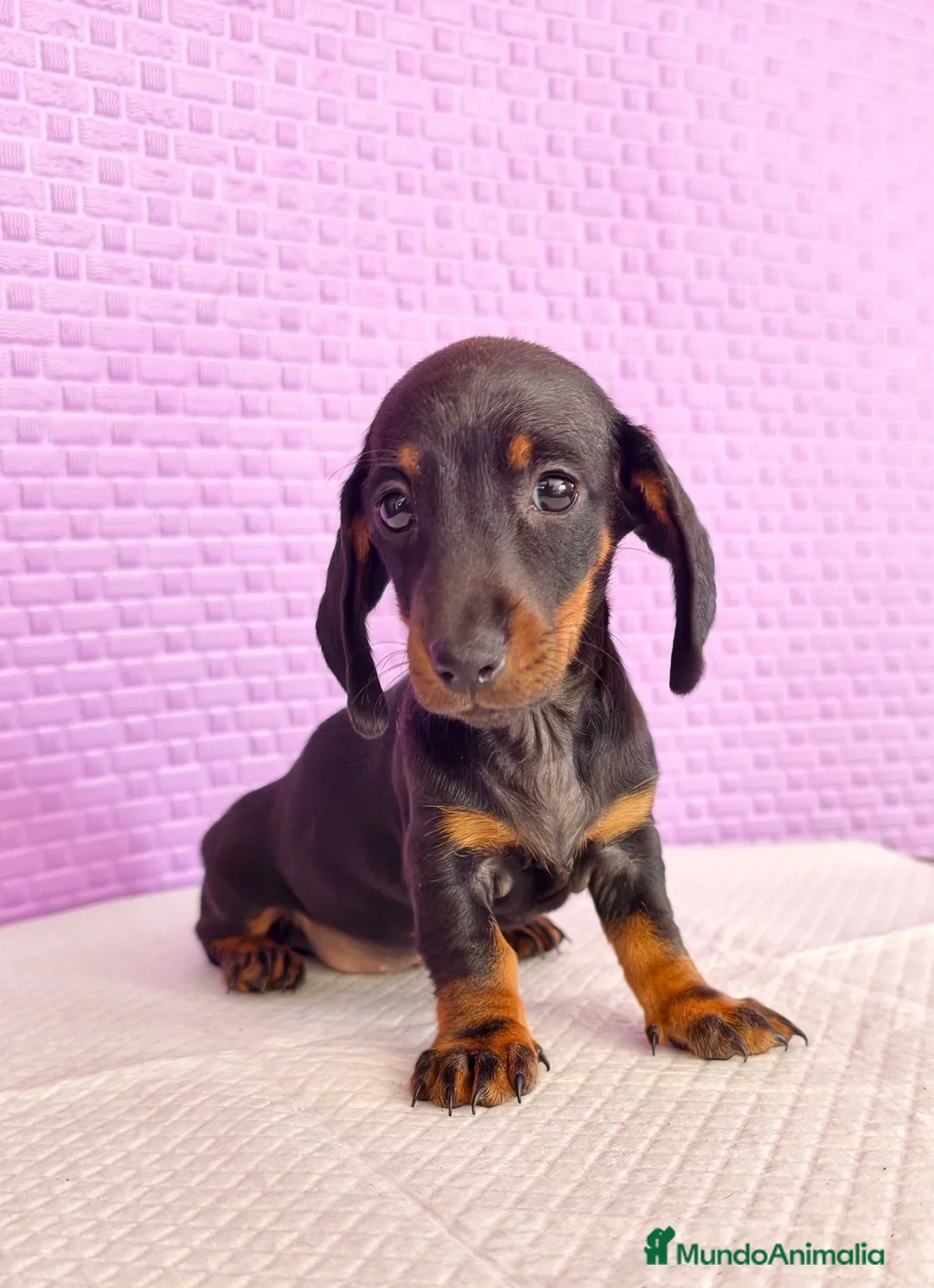 Teckel Miniatura perros en venta: Teckel mini  - Anuncio 1