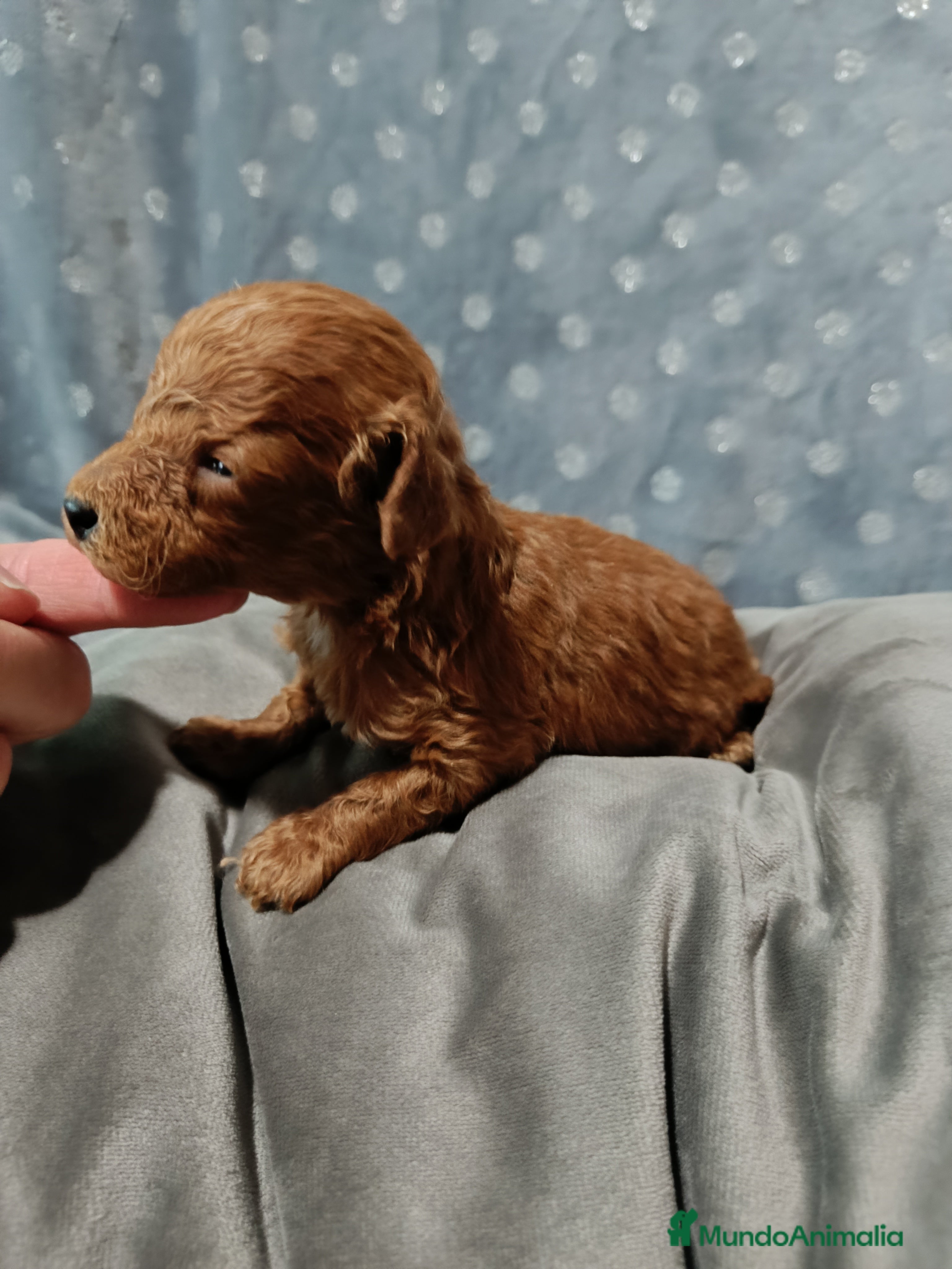 Caniche Toy perros Caniche toy  - Anuncio 6