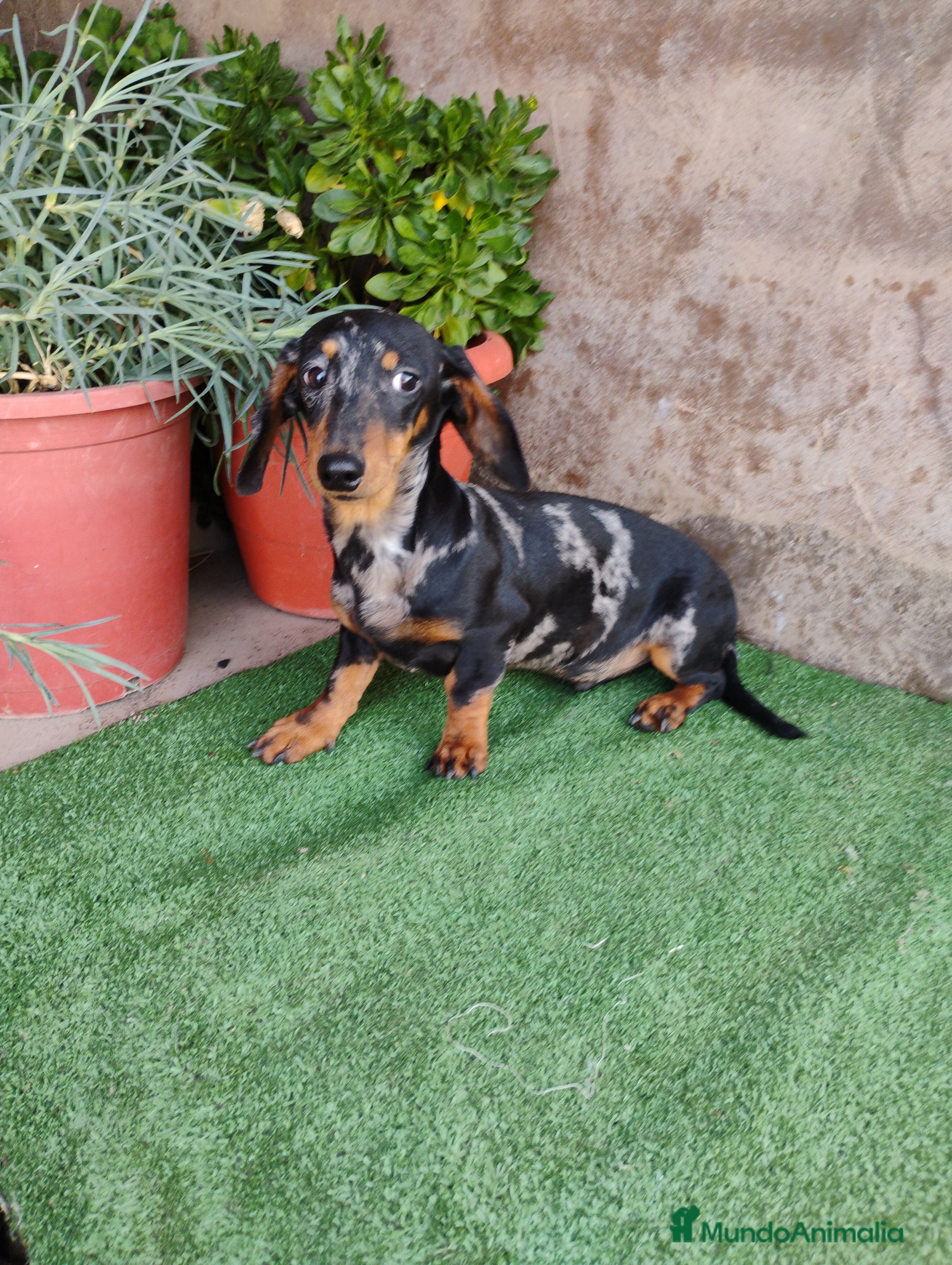 Teckel perros Cachorro macho teckel arlequín plata  - Anuncio 1