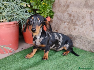 Teckel perros Cachorro macho teckel arlequín plata - Anuncio 1