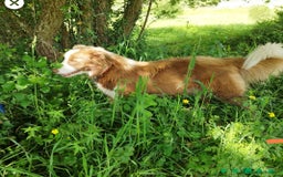 Border Collie perros en venta: Se vende border collie  - Imagen 4