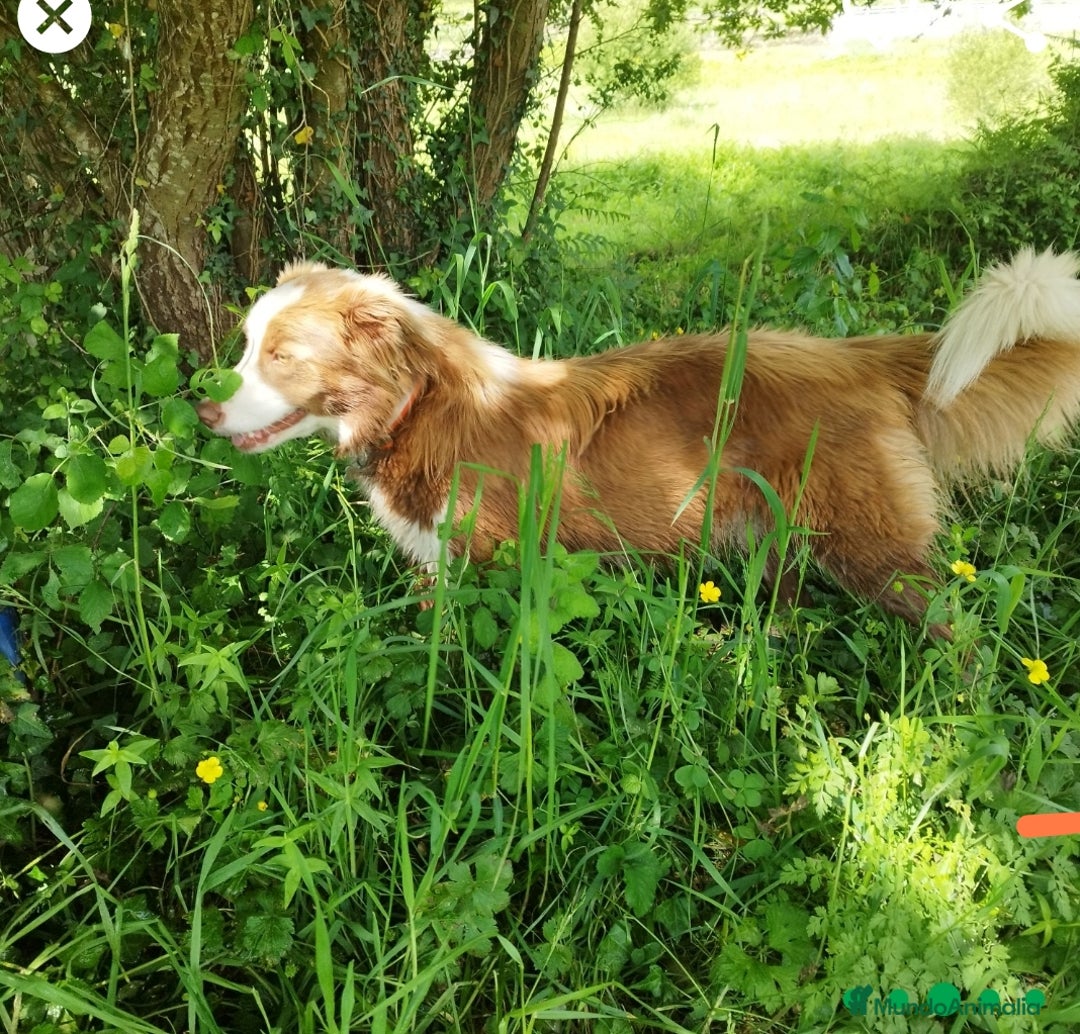 Border Collie perros en venta: Se vende border collie  - Imagen 4