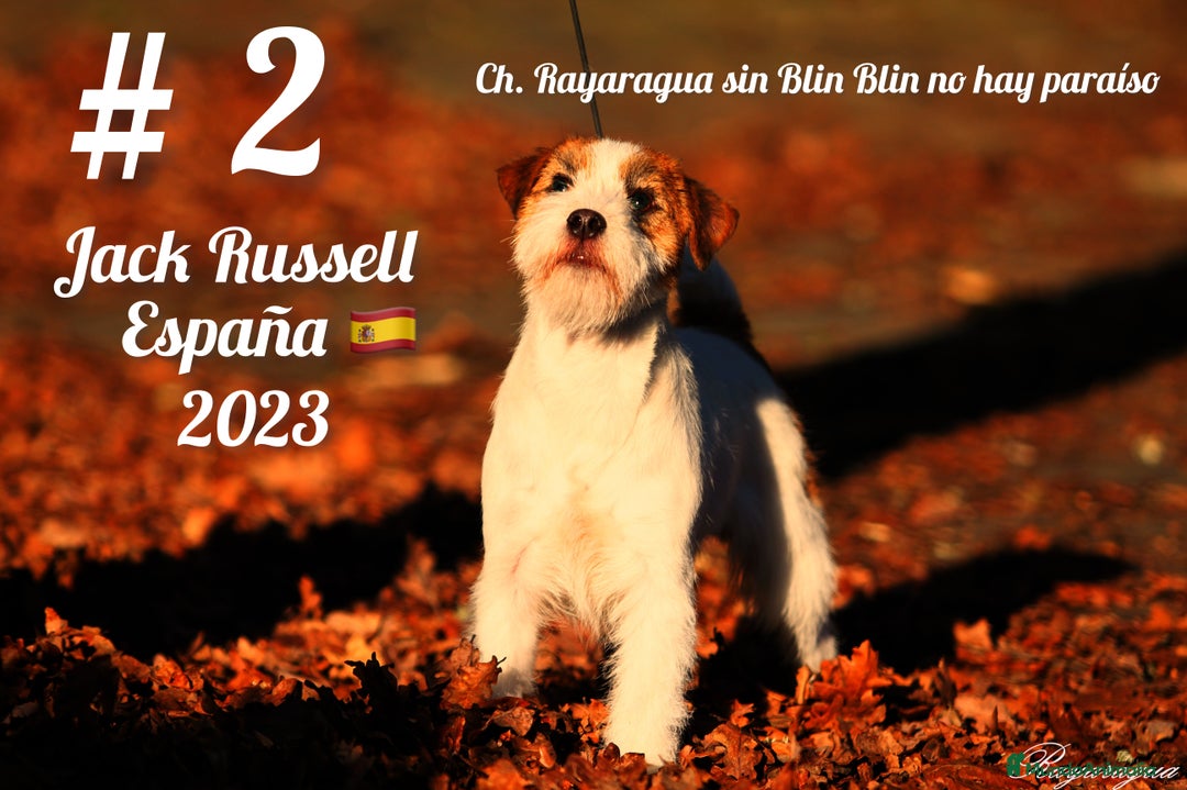 Jack Russell Terrier perros en venta: Exclusiva camada de JACK RUSSELL  - Imagen 6