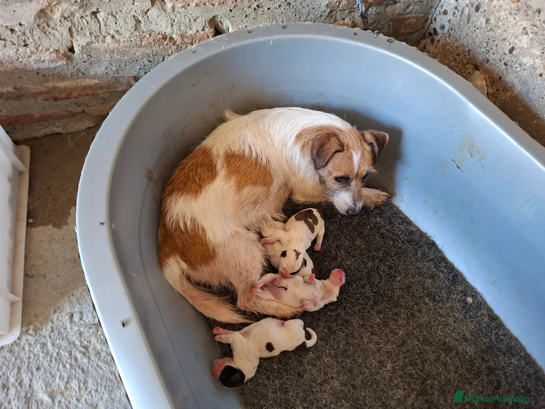 Jack Russell Terrier perros en venta: Jack Russell terrier - Anuncio 2