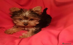 Yorkshire Terrier perros en venta: Yorkshire - Imagen 5