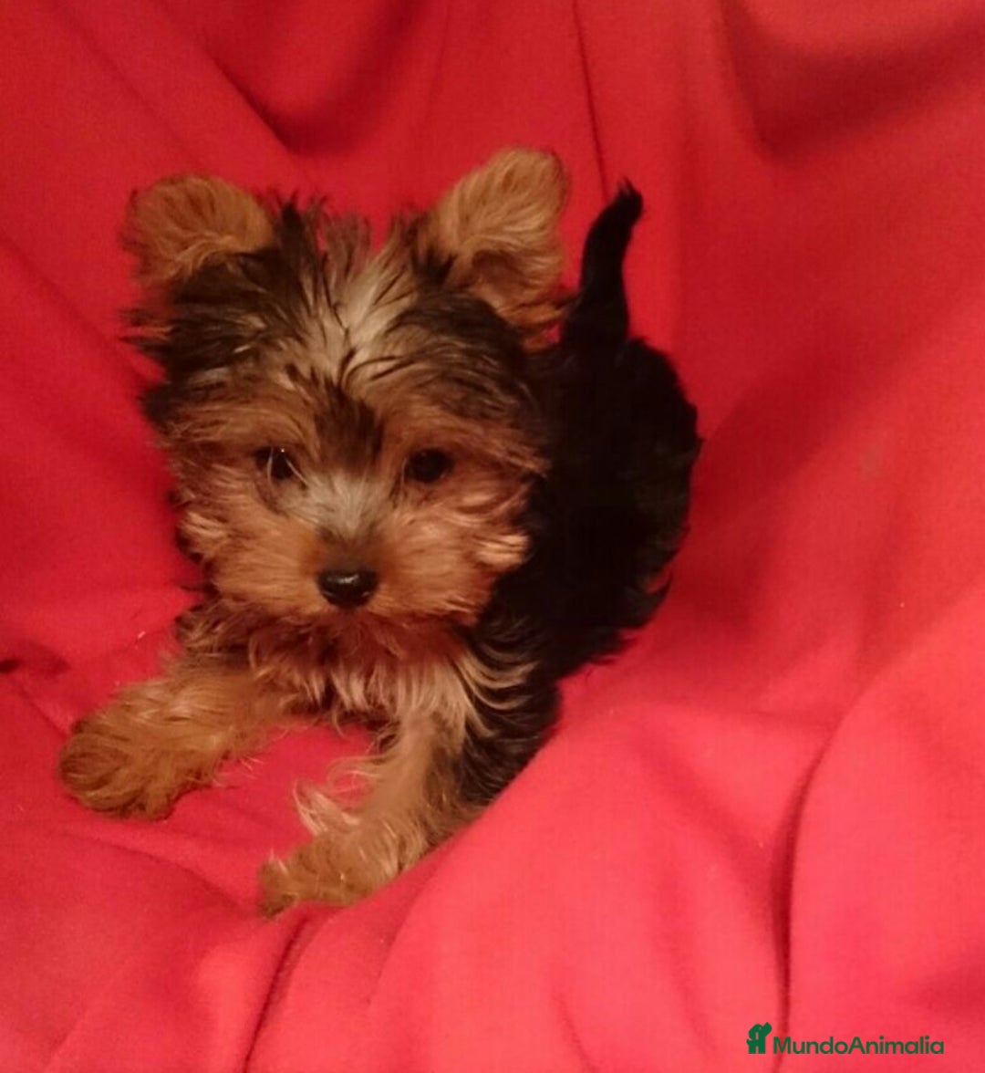 Yorkshire Terrier perros en venta: Yorkshire - Imagen 5