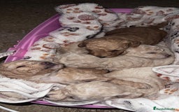 Caniche Toy perros en venta: Caniche toy - Imagen 1