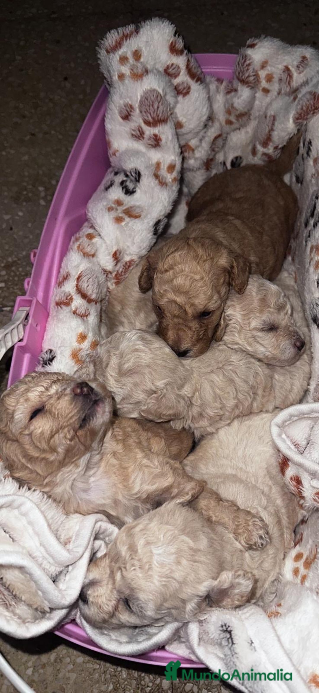 Caniche Toy perros en venta: Caniche toy - Imagen 1