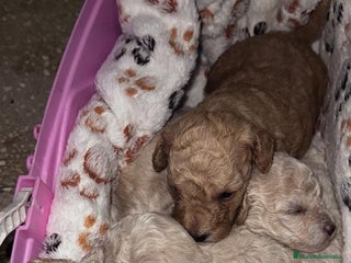 Caniche Toy perros - Anuncio 4