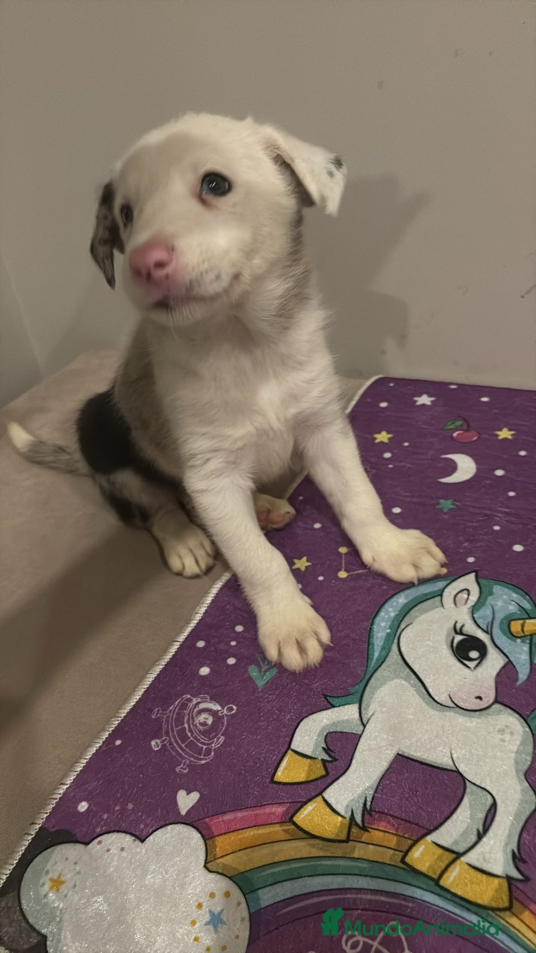 Border Collie perros en venta: Border collie  - Imagen 18