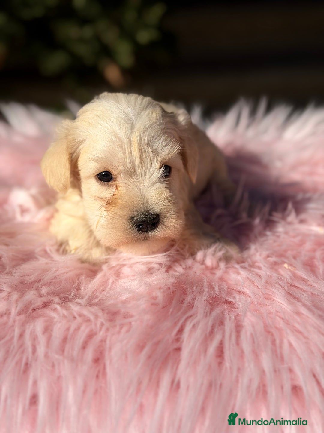 Schnauzer Miniatura perros en venta: Schnauxer miniatura blanca  - Anuncio 5