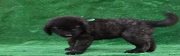 Pastor del Cáucaso perros en venta: Disponible Pastor del Cáucaso - Anuncio 8