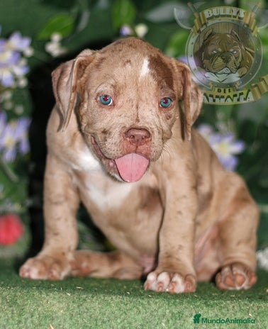American Bully perros en Sevilla - Anuncio 12