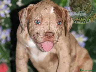 American Bully perros AMERICAN BULLY DE MÁXIMA CALIDAD - 622 41 47 93 - Anuncio 3